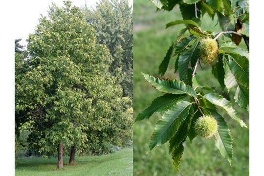 معرفی و راهنمای پرورش درختان زینتی - شاه بلوط آمریکایی